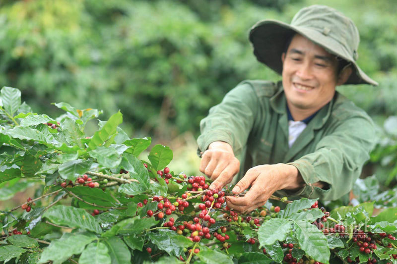 Cà phê Việt Nam có nhiều lợi thế tại thị trường EU