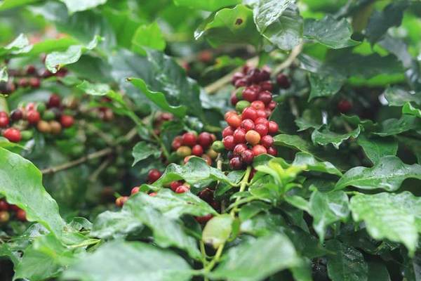 Cà phê Việt Nam có nhiều lợi thế tại thị trường EU