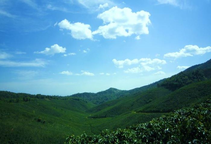 Các vùng trồng cà phê ở Việt Nam