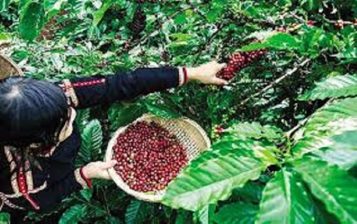 Các vùng trồng cà phê ở Việt Nam