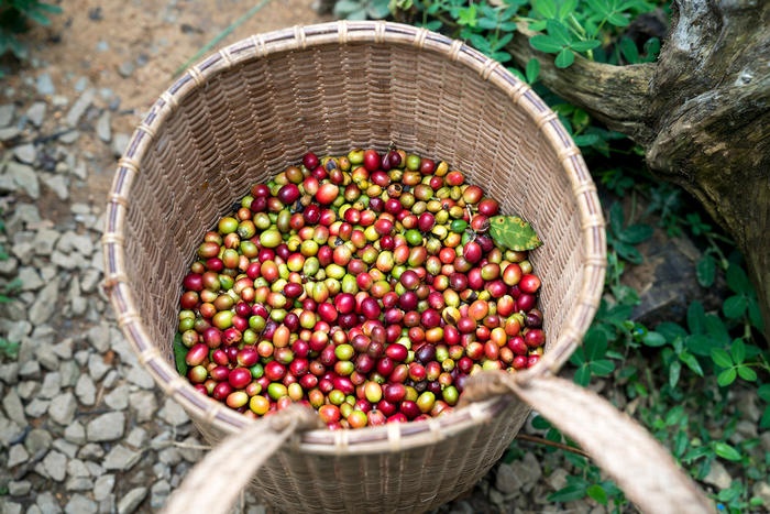 Mối tình mạnh mẽ của người Việt Nam với cà phê