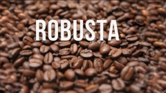 Cà phê Robusta là gì và những điều cần biết